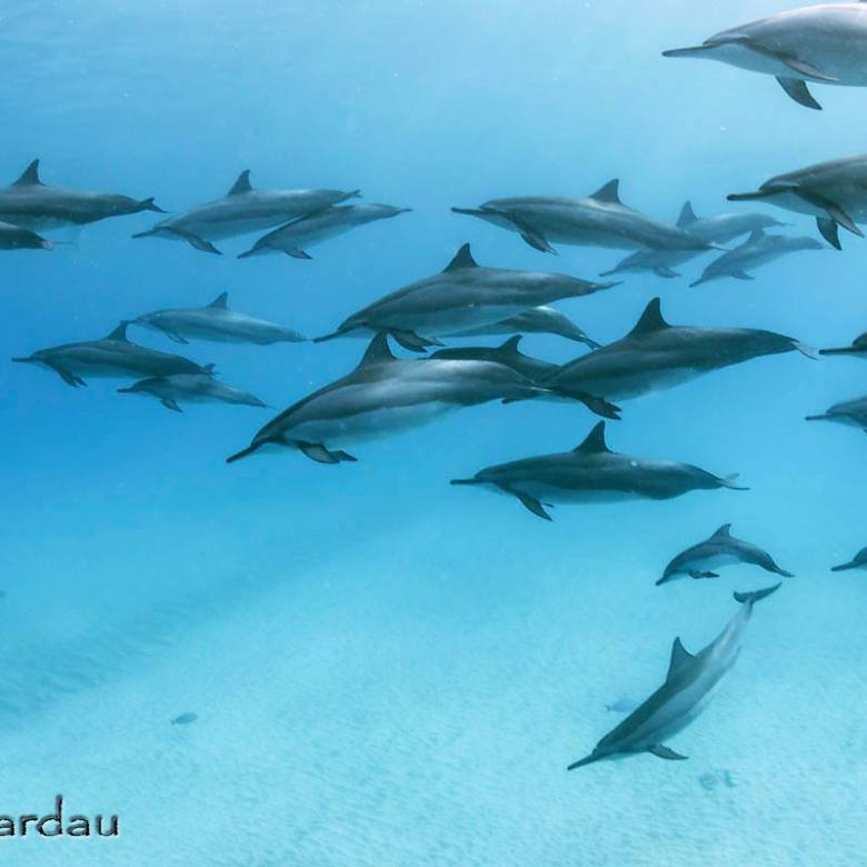 Swim with Dolphins Kona | Kona Snorkel Trips 5