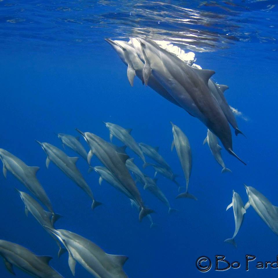 Swim with Dolphins Kona | Kona Snorkel Trips 2