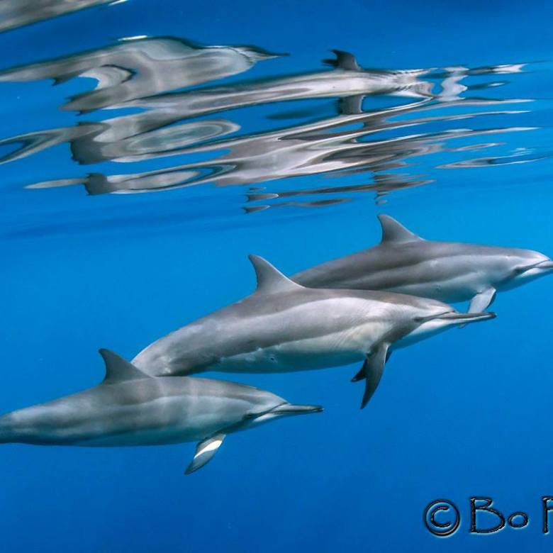 Swim with Dolphins Kona | Kona Snorkel Trips