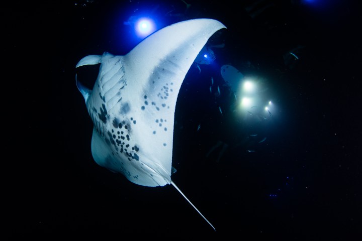 manta swimming upward in water