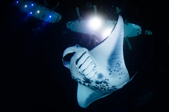 manta ray swimming at night