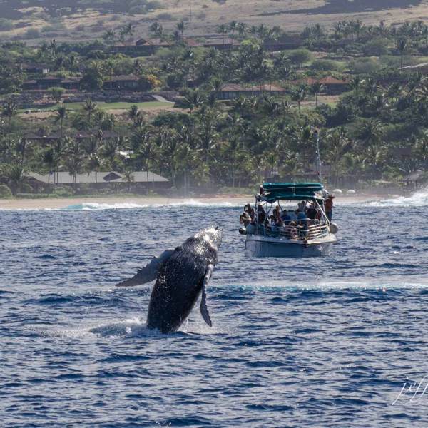 Baby Humpback Whale Jumping