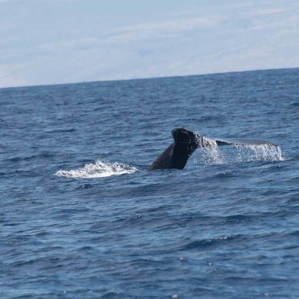 whale's tail out of water