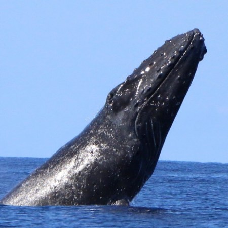 Whale with head out of water
