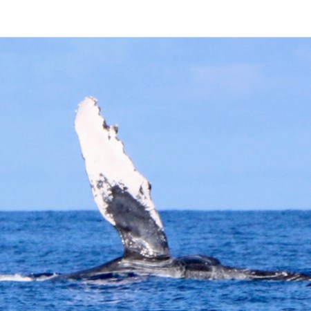 humpback dorsal fin