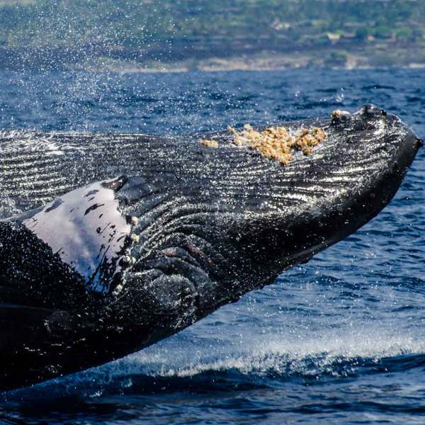 Whale breach in ocean