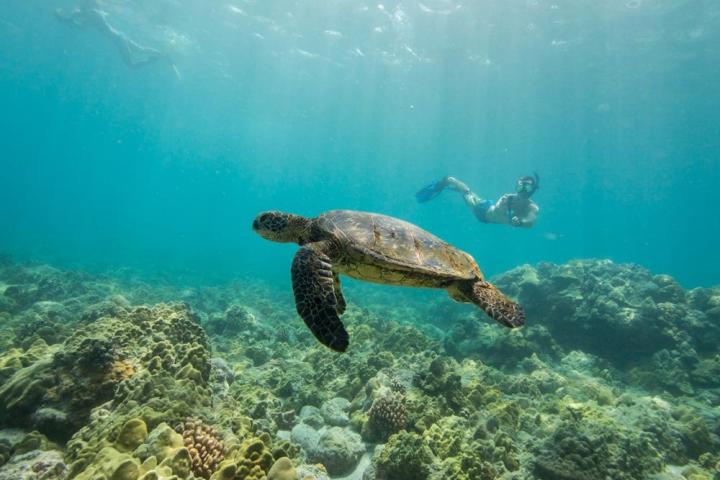 Sea turtle swimming by reef with snorkeling in background