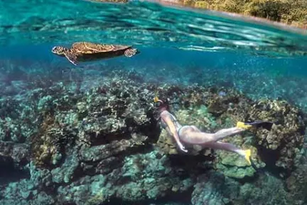 Snorkeler swimming underwater