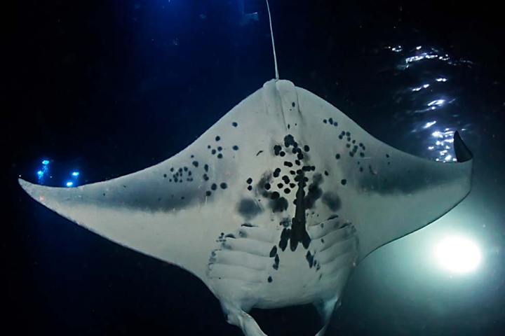 manta ray swimming in ocean at night