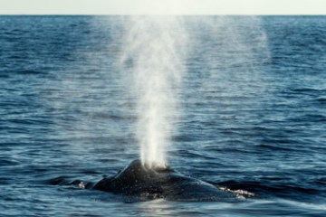close up of a whale spout