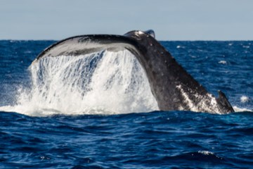 humpback whale tail
