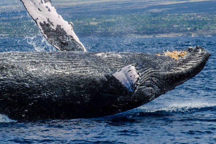 a whale on it's back landing in the water