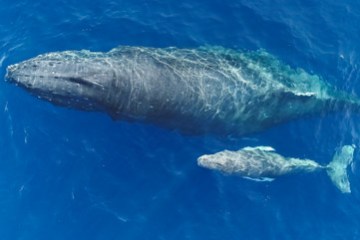a mother humpback whale and it's calf swimming side by side viewed from above