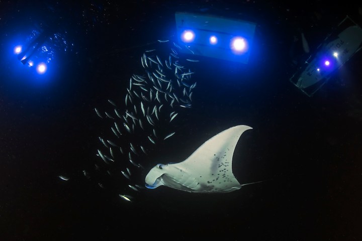 manta swimming through water