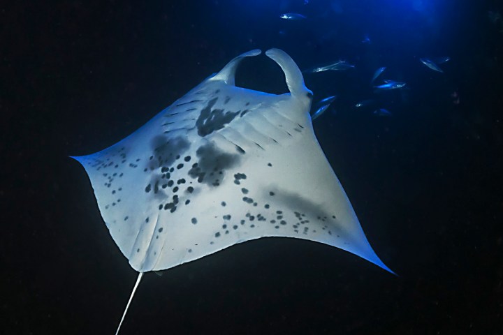 manta ray swimming through water at night