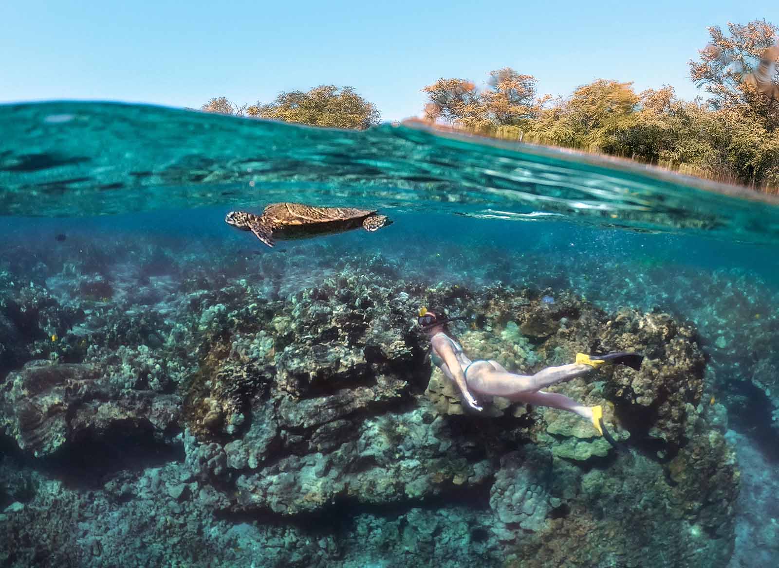 Sofie Snorkeling Reef Snorkeler finds a turtle in Hawaii's beautiful waters