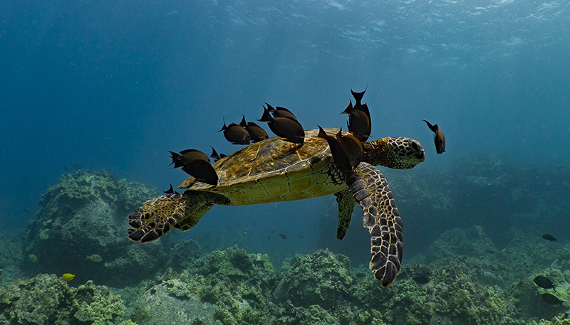 Turtle-Cleaning-800px Turtle-Cleaning-800px