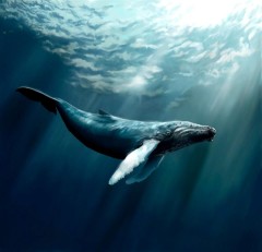 Whale-4-240×231 Whale-4-240×231
