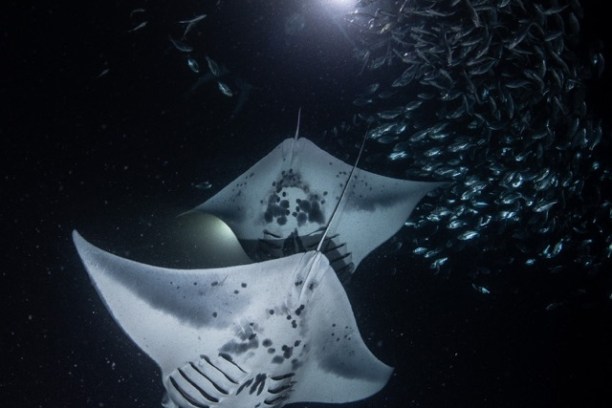 a group of fish in the dark