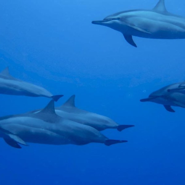 Swim with Dolphins Kona | Kona Snorkel Trips 4