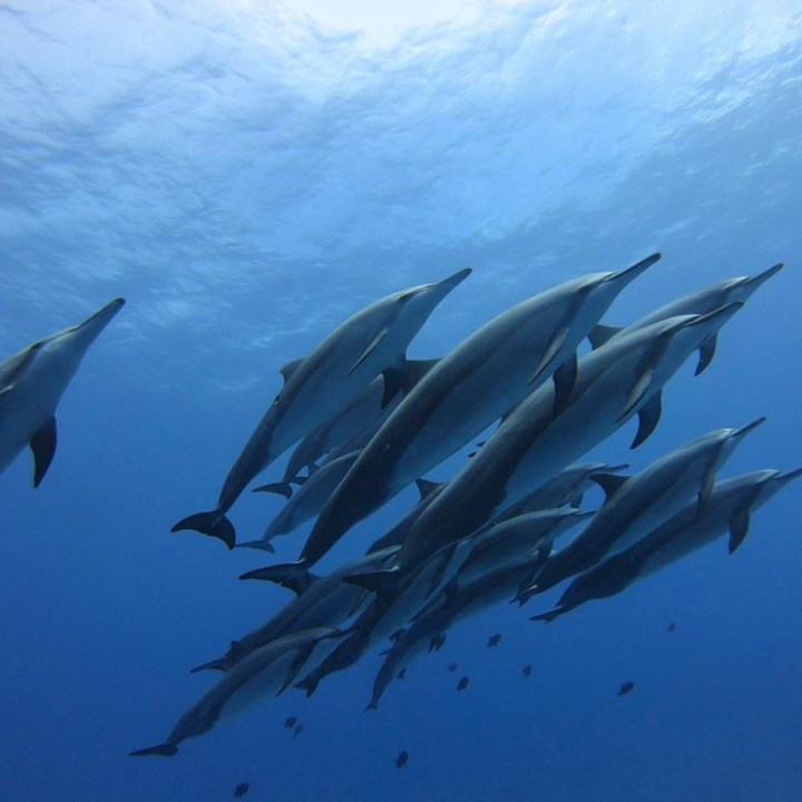 Swim with Dolphins Kona | Kona Snorkel Trips 4