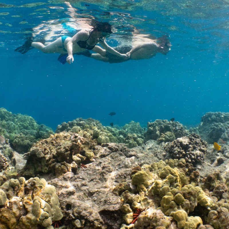 a dog swimming in a body of water