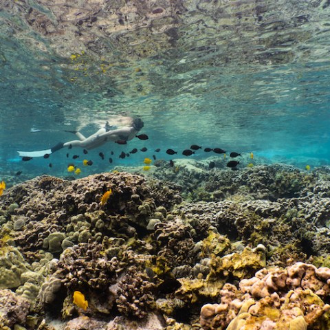 underwater view of a large rock