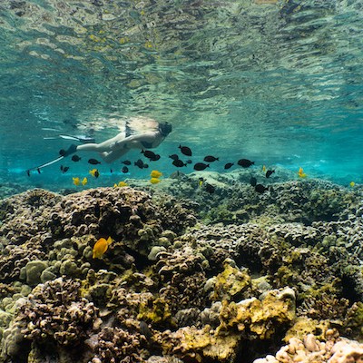 a flock of birds sitting on a rock near the ocean