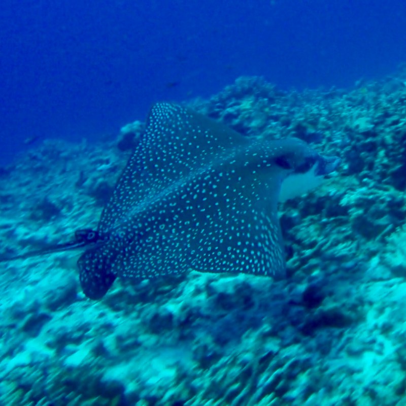 a fish swimming under water