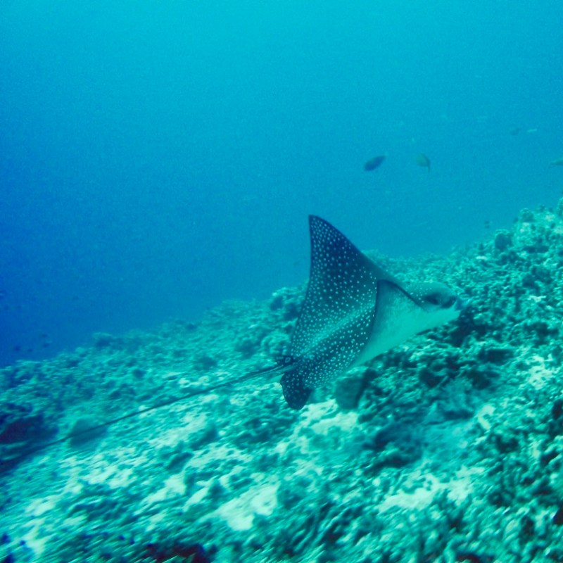 a spotted eagle ray swimming