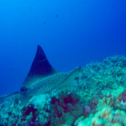 a fish swimming under water
