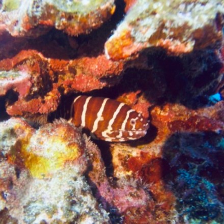 a close up of a fish