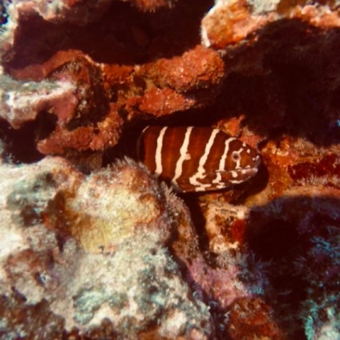 a close up of a fish