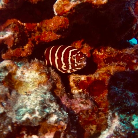 a close up of a fish
