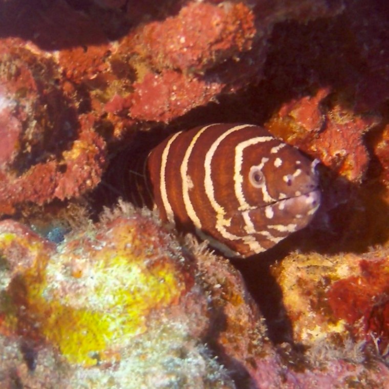 a close up of a fish