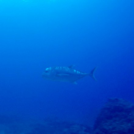 a fish swimming under water