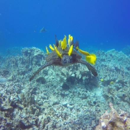 turtle getting cleaned by fish