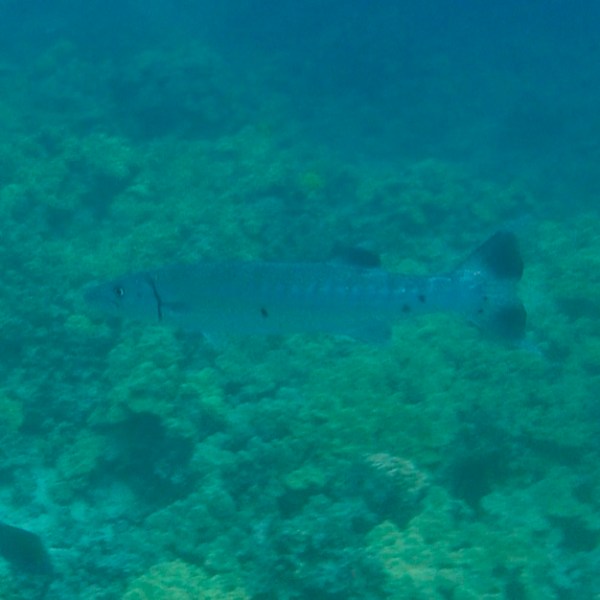 a fish swimming under water