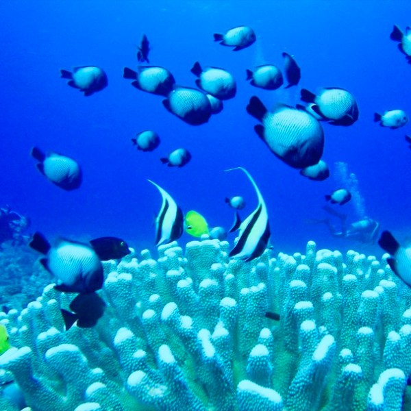 underwater view of a coral