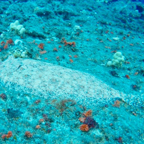 a blue fish in the water