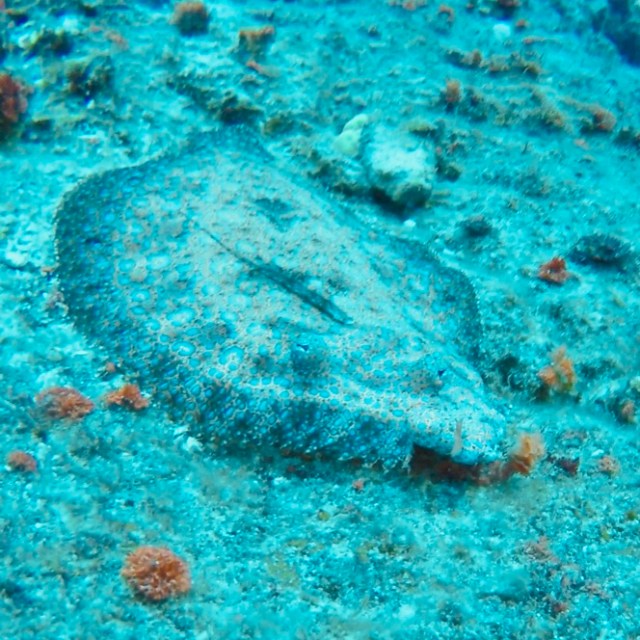 an animal swimming in the water