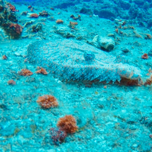 a group of fish in the water