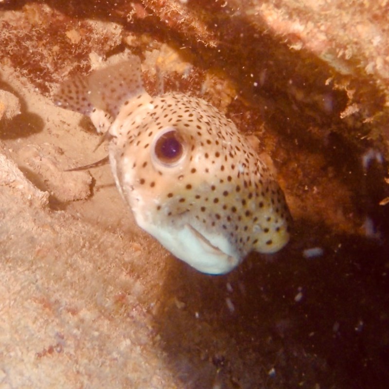 a close up of a turtle
