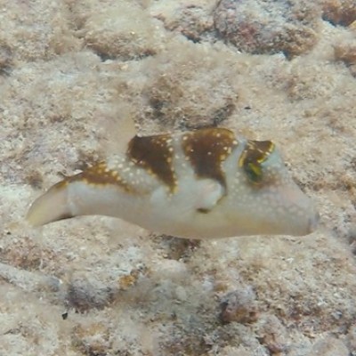 a close up of a fish