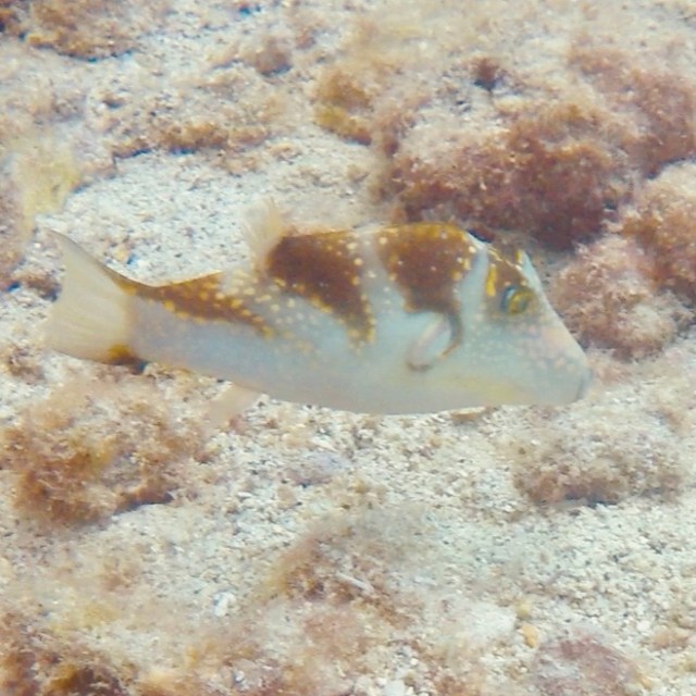 a close up of a fish