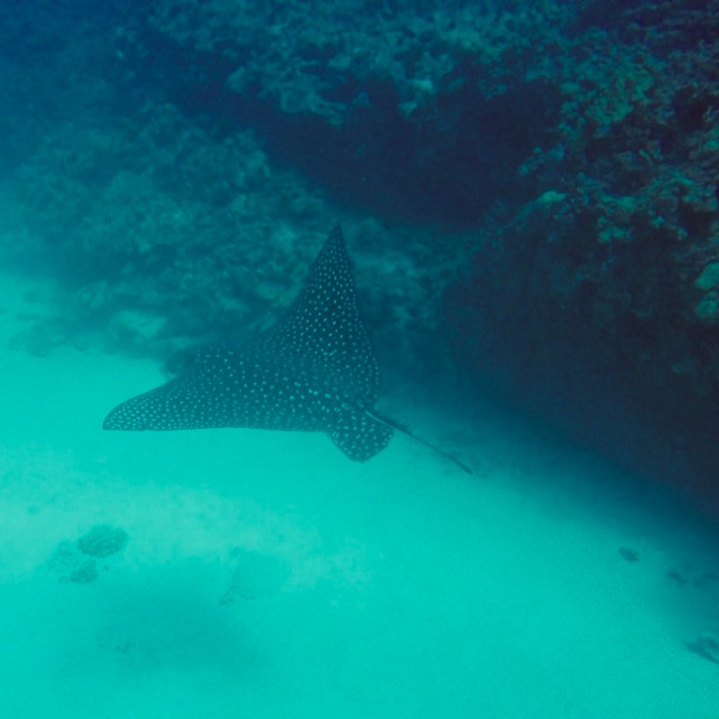 a fish swimming under water