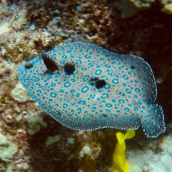 a close up of a fish