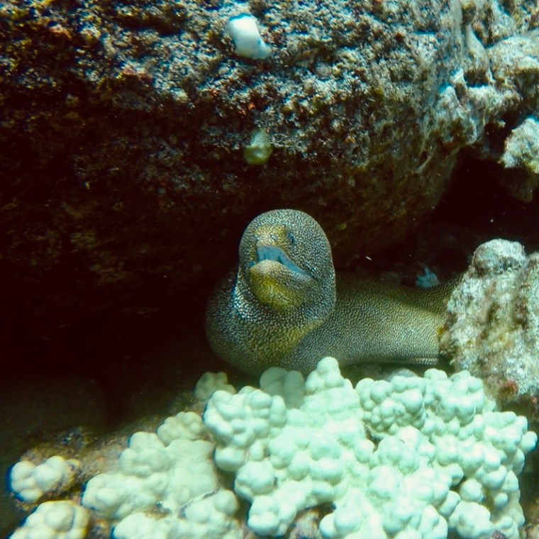 a close up of a rock