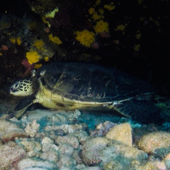 a turtle swimming under water