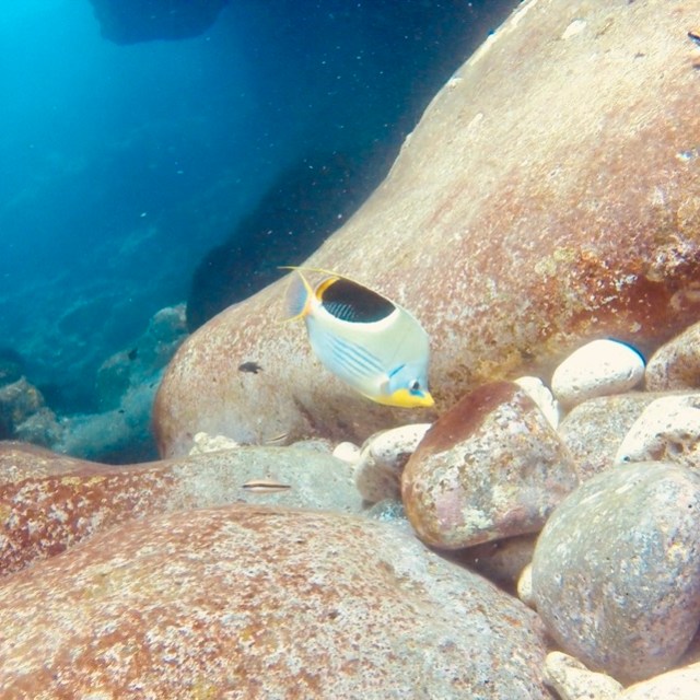 a coral in the water